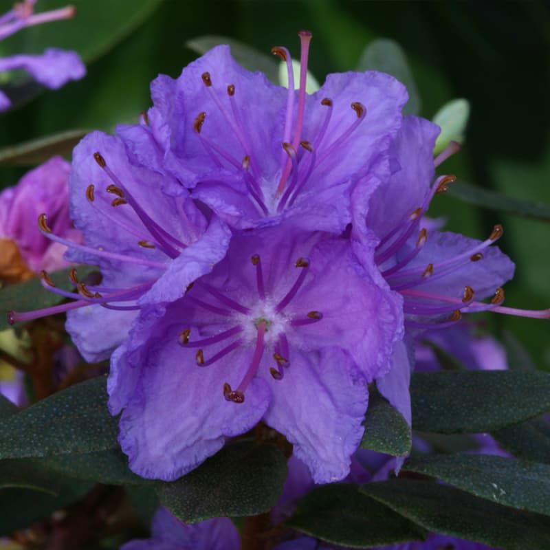 Rhododendron (dwarf) 'Purple Gem' 3 Litres