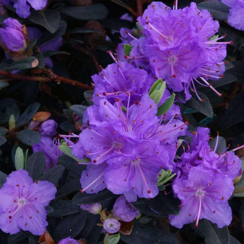 Rhododendron (dwarf) 'Ramapo' 3 Litres