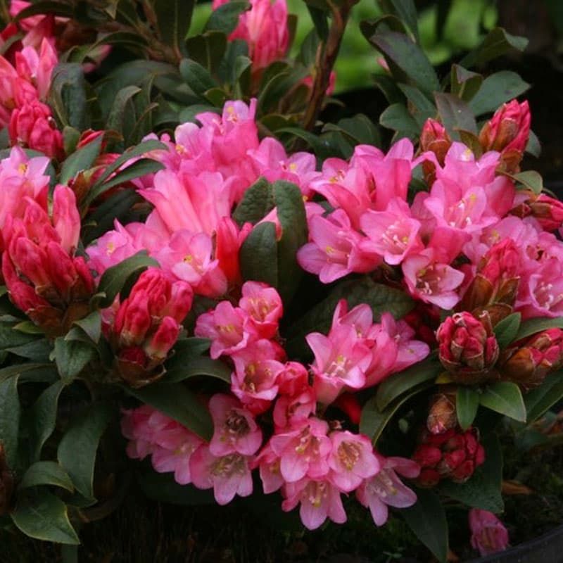 Rhododendron (dwarf) 'Razorbill' 3 Litres