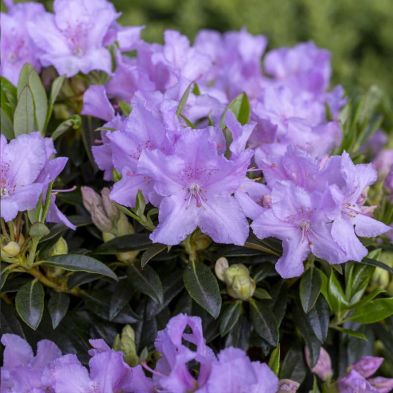 Rhododendron (dwarf) 'Robert Selegar' 3 Litres
