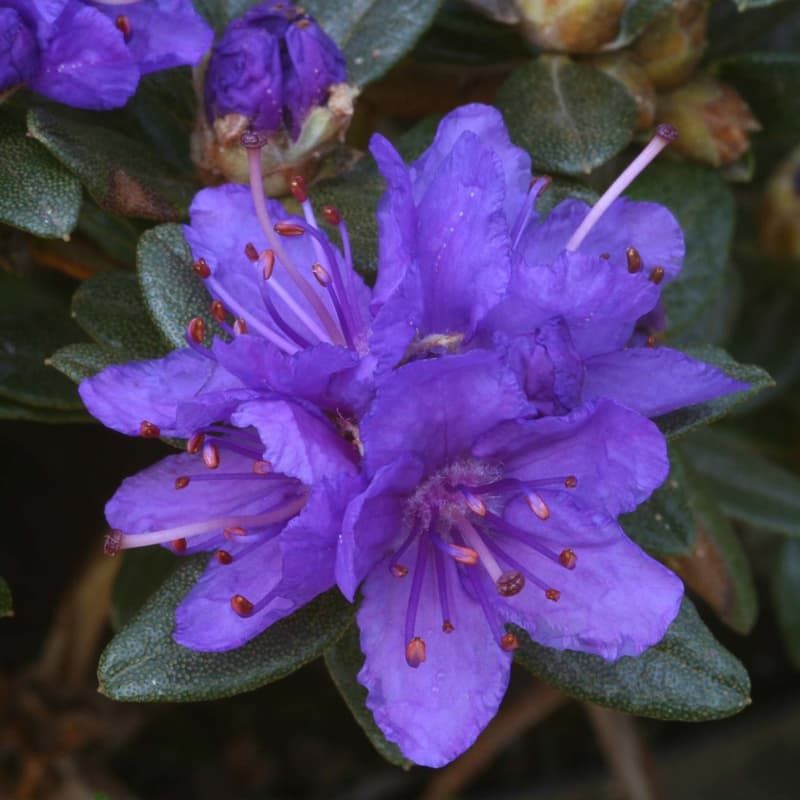 Rhododendron (dwarf) 'Sacko' 3 Litres