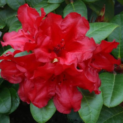 Rhododendron (dwarf) 'Scarlet Wonder' 3 Litres