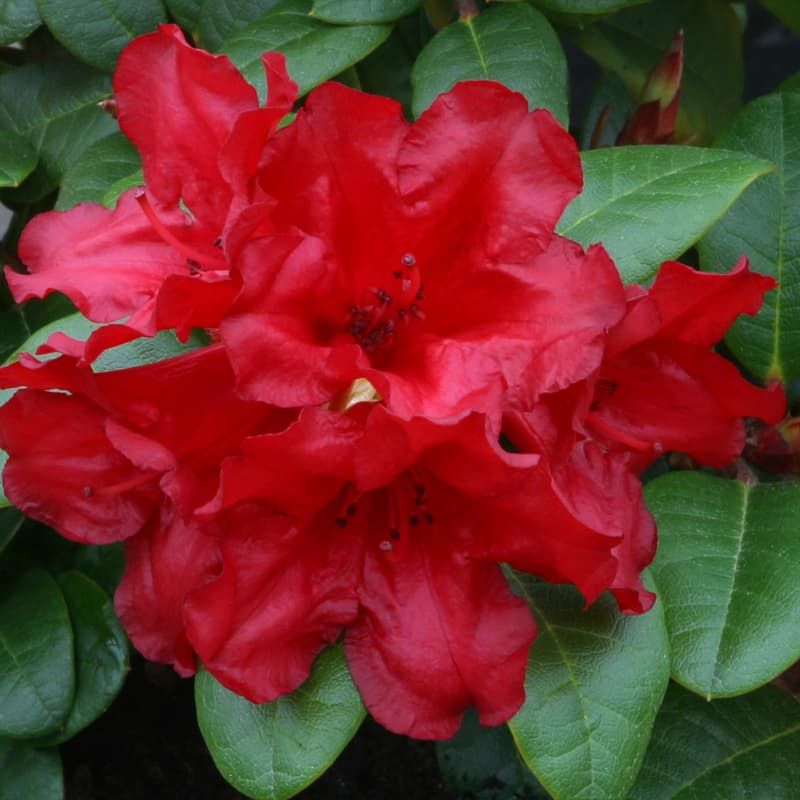 Rhododendron (dwarf) 'Scarlet Wonder' 3 Litres