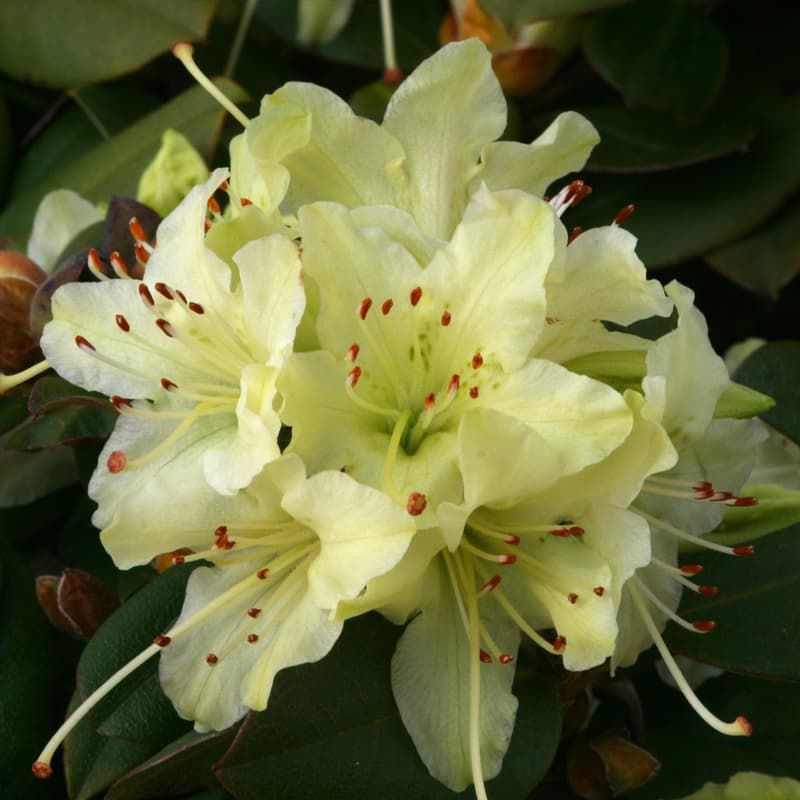 Rhododendron (dwarf) 'Shamrock' 3 Litres