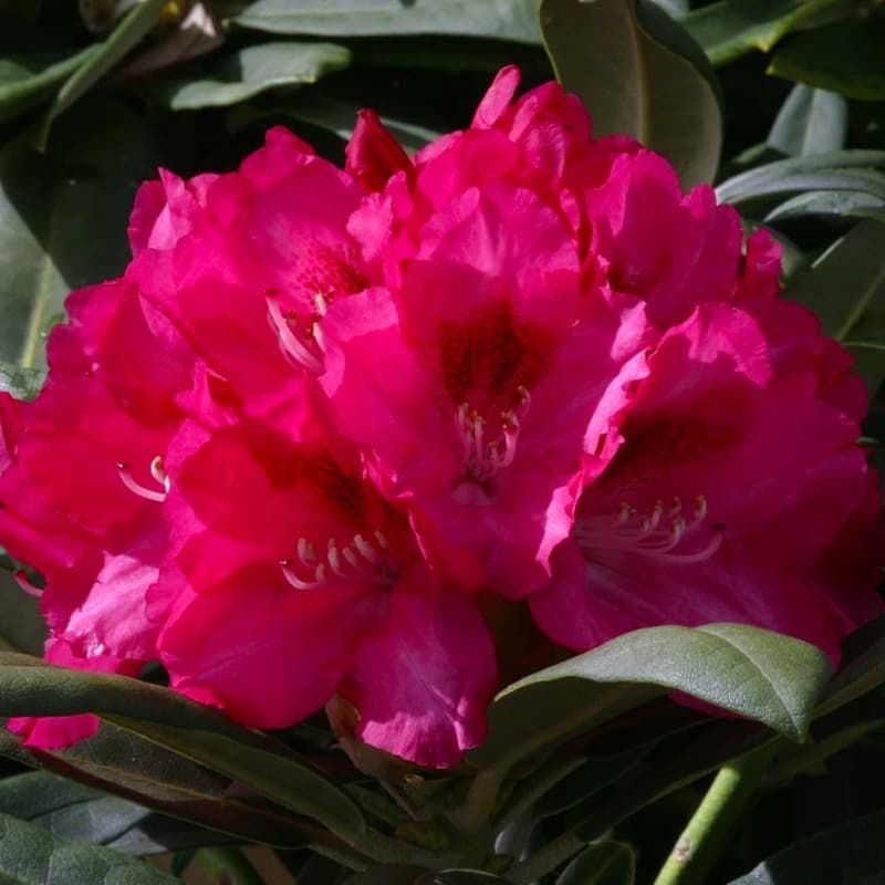Rhododendron 'Sneezy' 7.5 Ltr