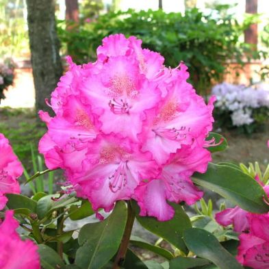 Rhododendron 'Sternzauber' 7.5 Litres