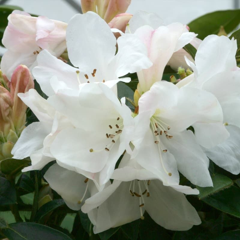 Rhododendron (dwarf) 'Tinkerbird' 3 Litres