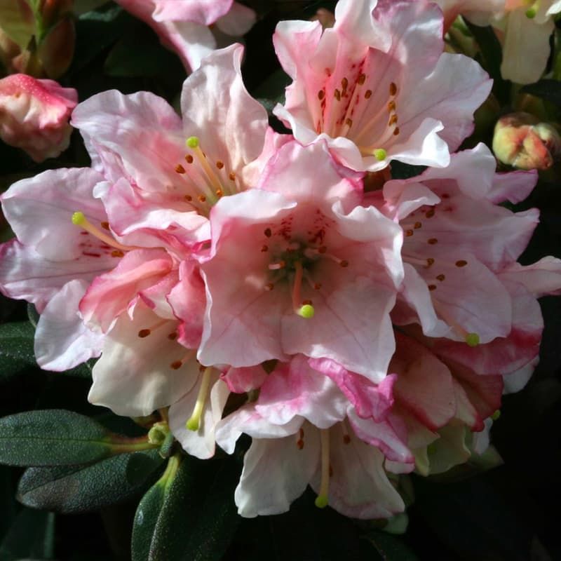 Rhododendron (dwarf) 'Wee Bee' 3 Litres