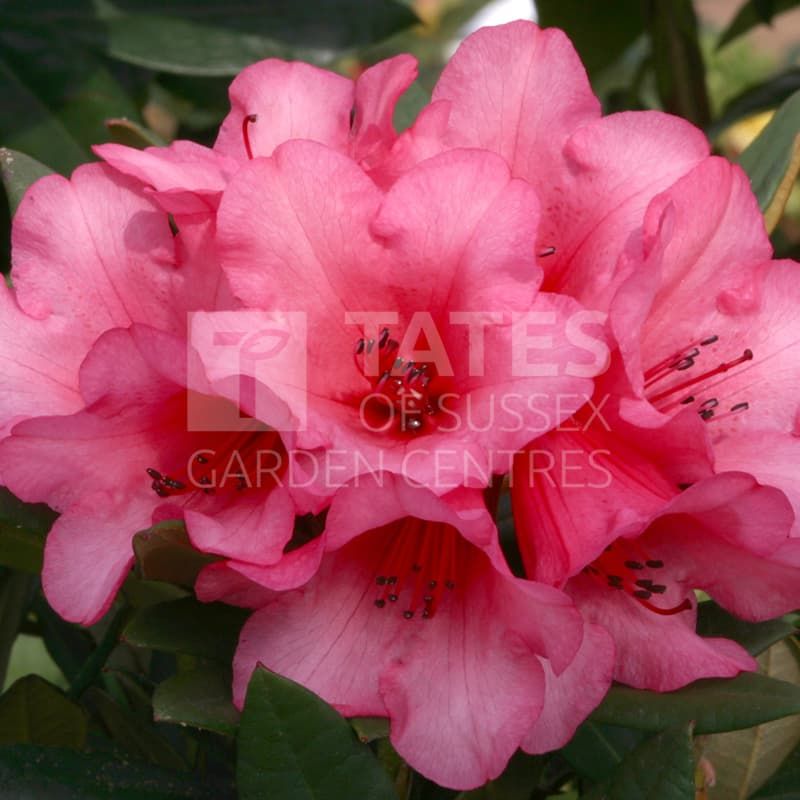 Rhododendron 'Winsome' Planter