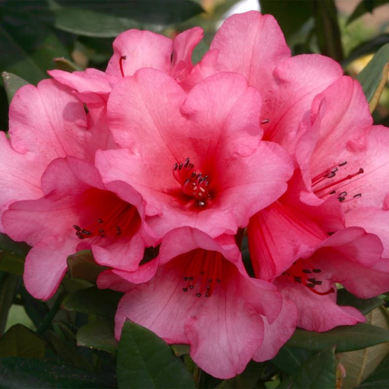 Rhododendron (dwarf) 'Winsome' 3 Litres