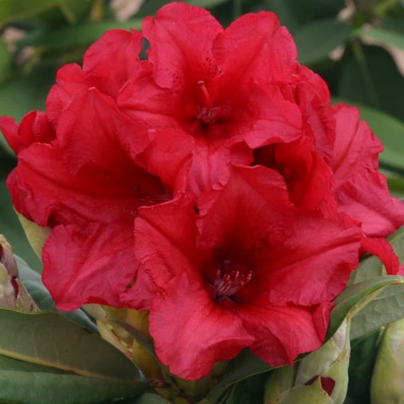Rhododendron yakushimanum 'Dopey' 3 Litres