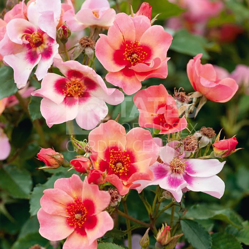 SHRUB ROSE 'FOR YOUR EYES ONLY' - 3L