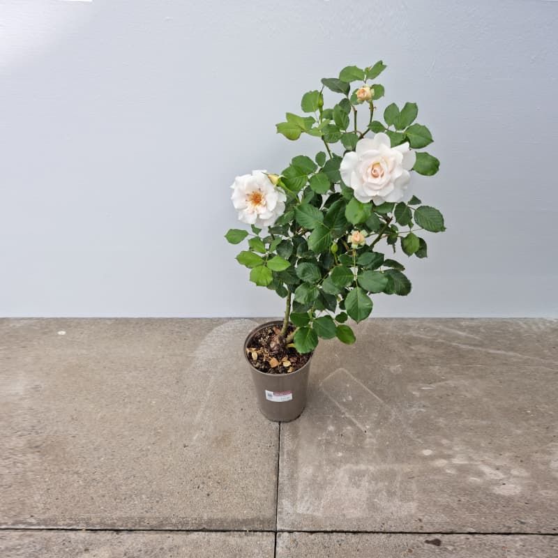 Bush Rose 'Margaret Merril' 3 Litres - Roses - Tates