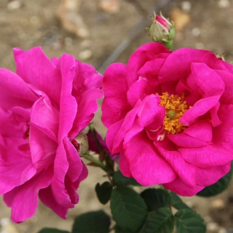 Shrub Rose Rosa gallica officinalis'