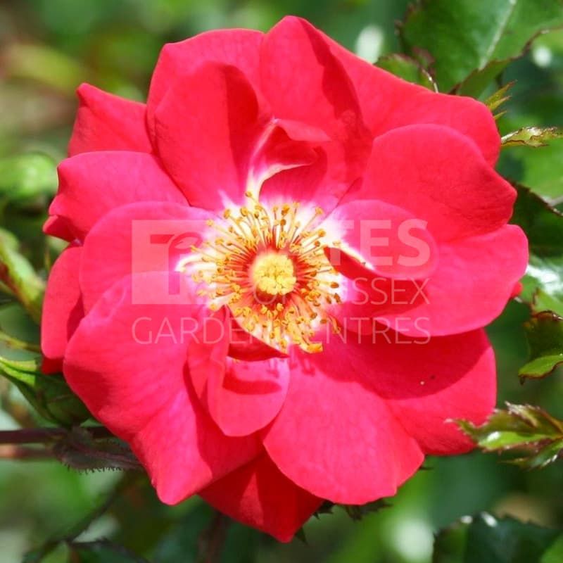 CLIMBING ROSE 'OLYMPIC FLAME'