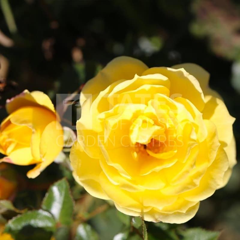 PATIO ROSE 'GOLDEN WISHES'