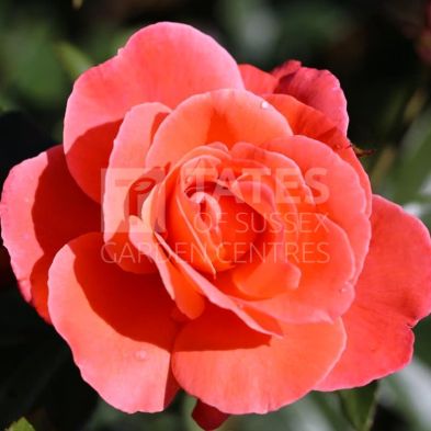 Bush Rose 'Happy Anniversary' 3 Litres