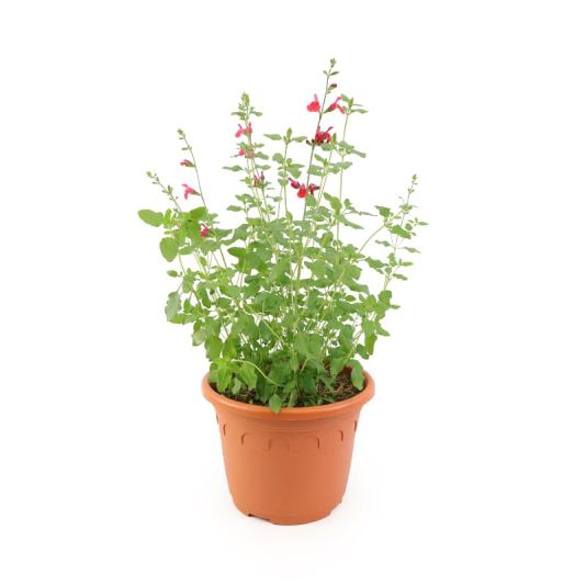 Salvia 'Hotlips' Roma Planter 6 Litres