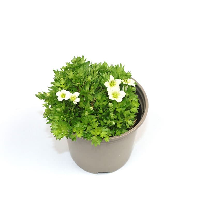 Saxifrage alpino 'Early Lime' 11cm
