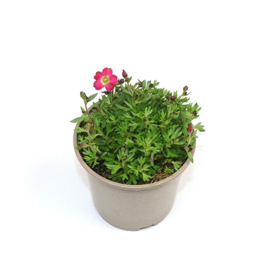 Saxifrage alpino 'Early Red' 11cm