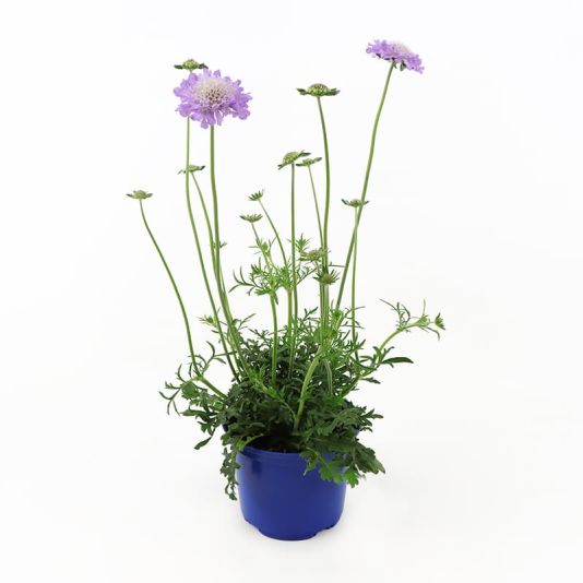 Scabious 'Butterfly Blue Beauty' 1.5 Litres