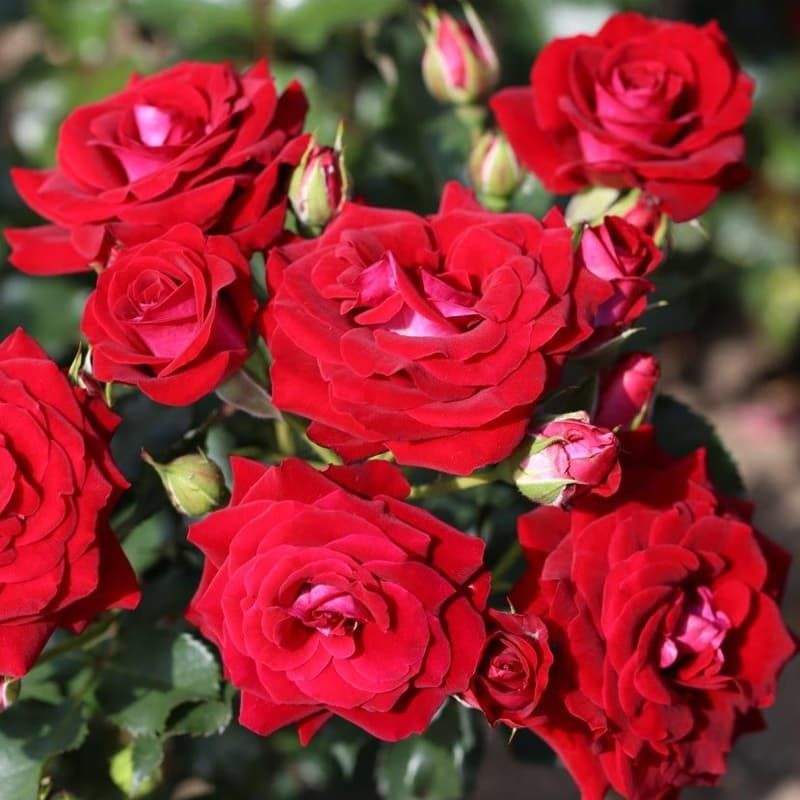 Standard Rose 'Scarlet Patio' 50cm 7.5 Litres