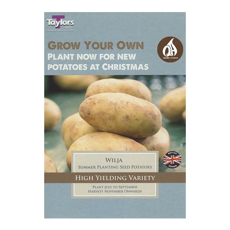 Seed Potato 'Wilja'