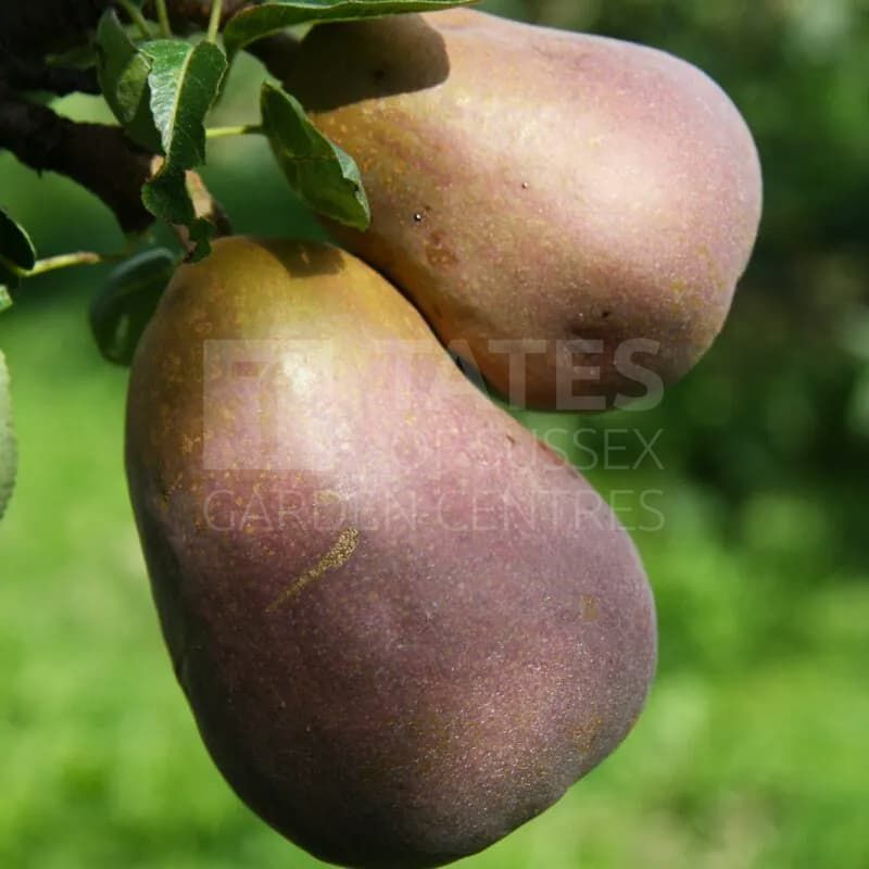Pear (Pyrus) 'Sensation' Bush 12 Litres Quince A
