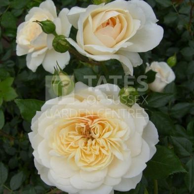 Peter Beales Shrub Rose 'Queens Jubilee' 4 Litres