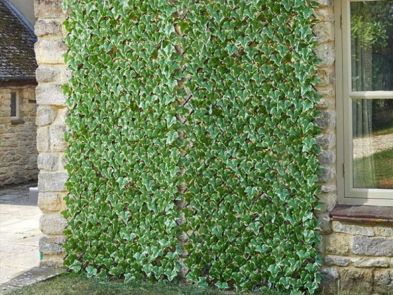 Artificial Ivy Leaf Trellis 180cm x 60cm