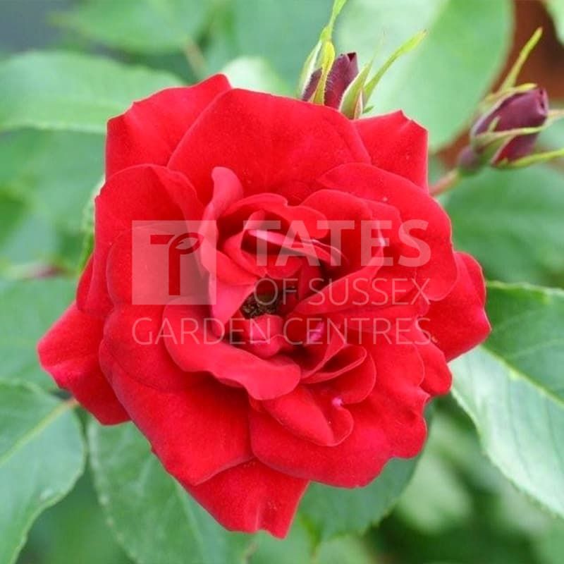 Standard Rose 'Ruby Anniversary'