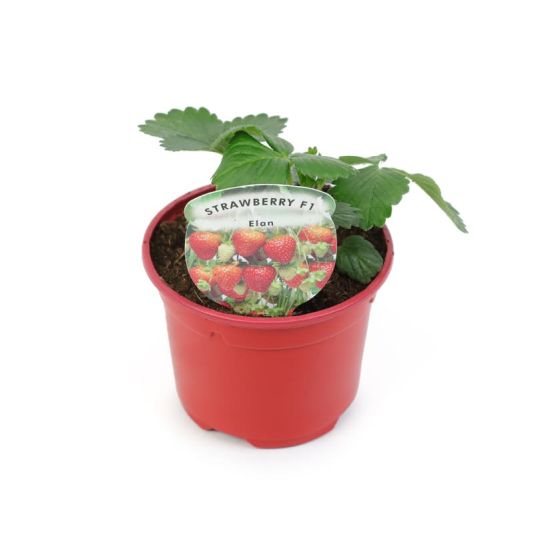 Strawberry 'Elan' 10.5cm