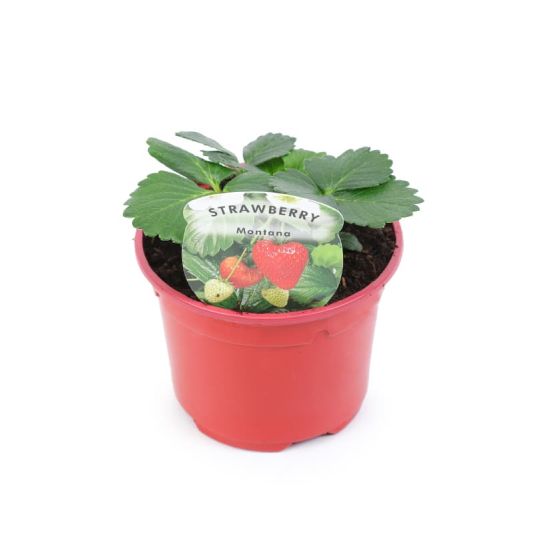 Strawberry 'Montana' 10.5cm
