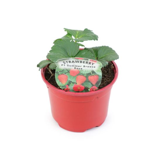 Strawberry 'Summer Breeze Rose' 10.5cm