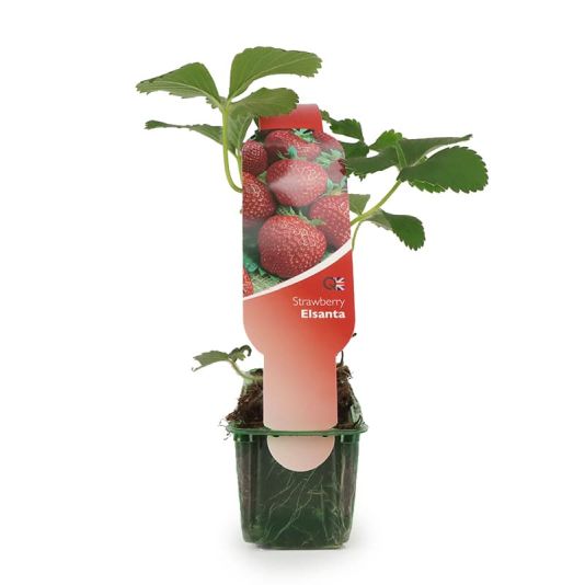 Strawberry 'Elsanta' Strip Pack