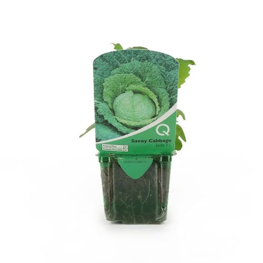 Savoy Cabbage 'Jade F1' Strip Pack