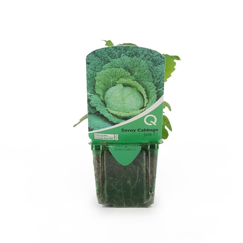 Savoy Cabbage 'Jade F1' Strip Pack