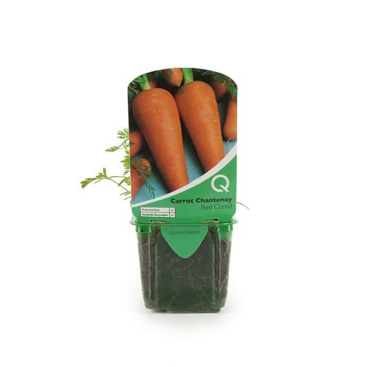 Carrot 'Chantenay Red Cored' Strip Pack