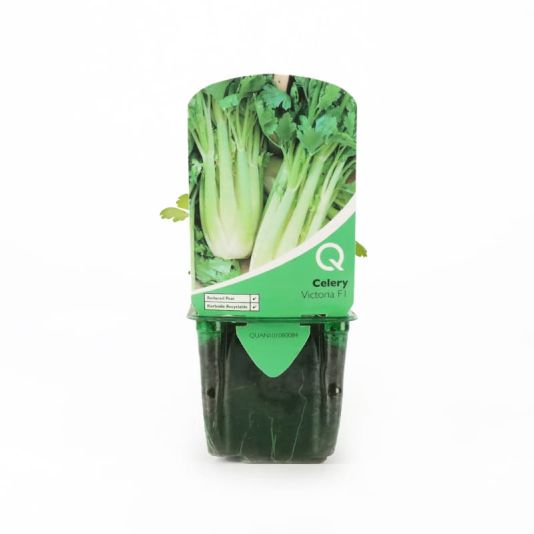 Celery 'Victoria F1' Strip Pack