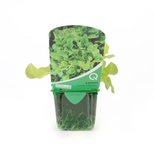 Lettuce 'Green Oak Leaf' Strip Pack