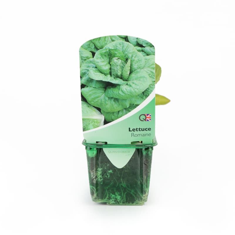 Lettuce 'Romaine' Strip Pack