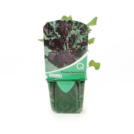 Purple Sprouting Broccoli 'Early' Strip Pack 