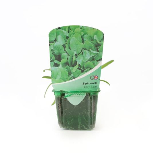 Spinach 'Baby Leaf' Strip Pack 