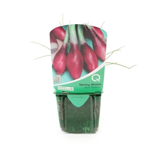 Spring Onion 'Red Apache' Strip Pack 
