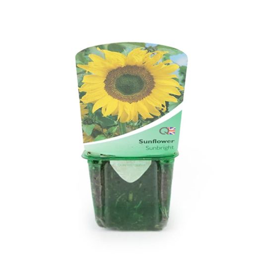 Sunflower 'Sunbright' Strip Pack 
