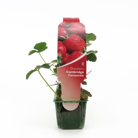 Strawberry 'Cambridge Favourite' Strip Pack