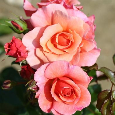 Standard Rose 'Summer Beauty' 80 Cm 7.5 Litres