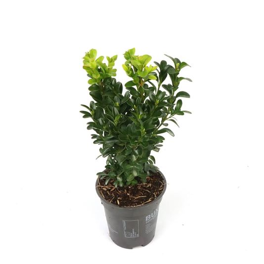 Buxus sempervirens Bush 9cm