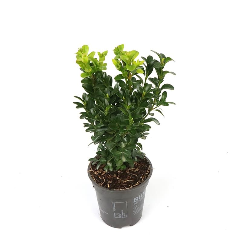 Buxus sempervirens Bush 9cm