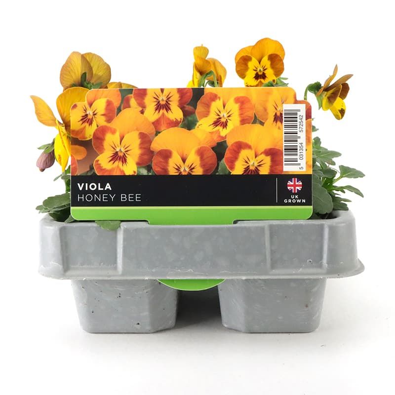 Viola 'Honeybee' 6 Pack